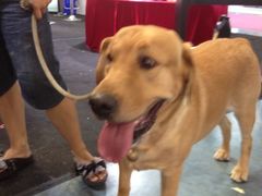 -东浩兰生上海世博展览馆