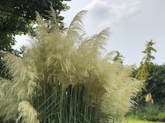 -同里国家湿地公园