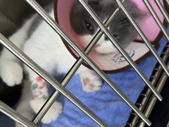 -谐和益家动物医院·免疫绝育·血液透析·宠保定点医院(高新伊藤分院)