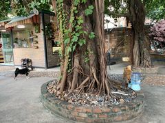 -柴犬高等学院·狗咖·柴犬售卖·宠物训练