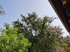 -武汉紫薇都市田园