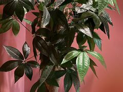 -泰融玺·泰式按摩SPA(包河万达店)