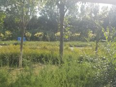 -西青郊野公园