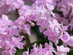 -双季花艺园艺市场(浦东店)