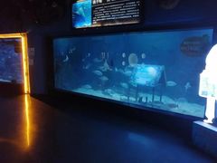 -烟台海昌鲸鲨海洋公园