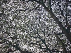 景观位-Cheevit Cheeva(Sirimangkalajarn)
