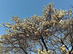 -林屋梅海青梅保护基地