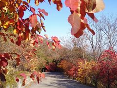 -阳台山自然风景区
