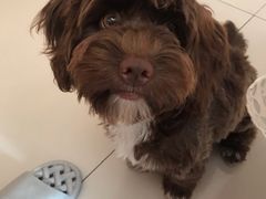 -瑞派旺宝宠物医院·犬猫全科综合·尿道专科(莲兴院)