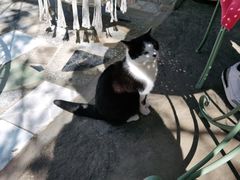 -喵屿·大理花园猫咖