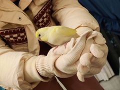 -青石桥花鸟鱼虫市场(叠翠城店)