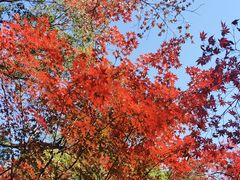 -秋霞圃