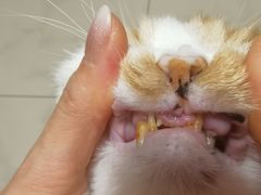 -达爱动物医院·犬猫分区·CT·复杂眼科(远洋山水分院)