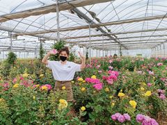 -海上花岛玫瑰园采摘