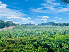 -北京张裕爱斐堡酒庄