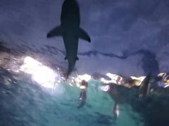 -暹罗海洋世界