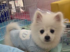 -翊宠yipet猫狗购宠庄园犬舍•猫舍