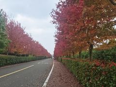 -南京枫彩漫城