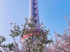 -东方明珠广播电视塔
