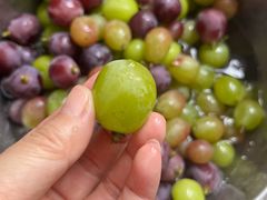 -马陆小张葡萄园农家乐