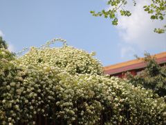 -四川大学(望江校区)
