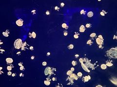 -深圳野生动物园
