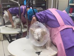-北京观赏动物医院·24小时大型综合·猫专科·异宠专科