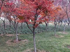 -思念果岭悦温泉