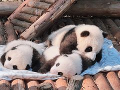 -成都大熊猫繁育研究基地