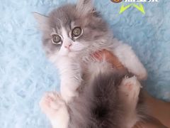 -麒麟缅因猫舍·十五年缅因猫选购中心