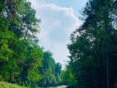 -铁山坪森林公园