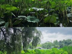 -长春市南湖公园