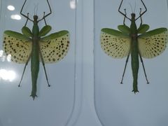 -上海昆虫博物馆