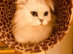 -猫腻·猫咖·撸猫馆(星光大道店)