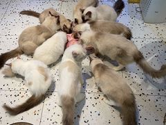 -喵喵咪呀布偶猫咖(春熙路店)