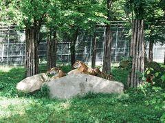 -横道河子东北虎林园