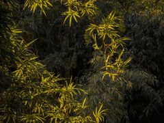 -八大山人梅湖景区