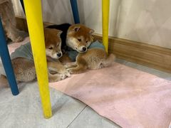 -柴犬小屋·柴餐厅·狗咖食堂(金鼎广场店)
