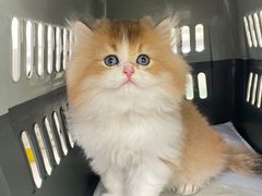 -lincat·猫舍(广州店)