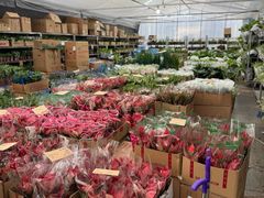 -龙大花卉苗木市场