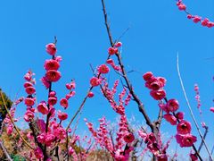 -香雪海