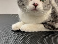-老吴的猫·猫舍(新区店)