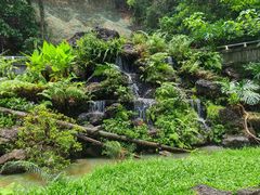 -深圳仙湖植物园
