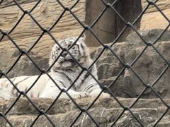 -大连森林动物园