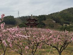 景点-新建村梅花