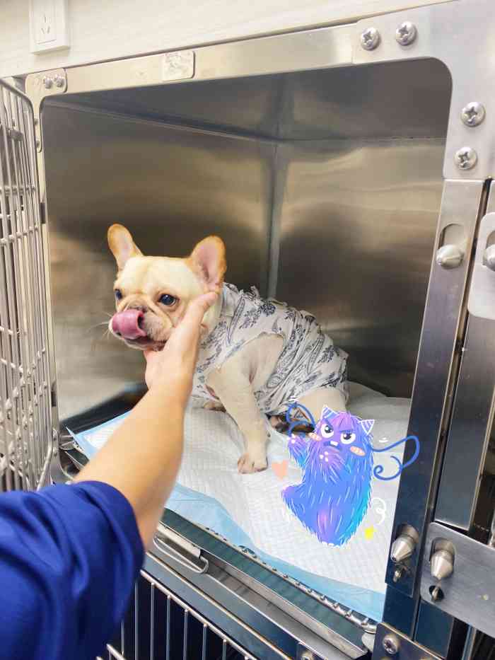 恒爱宠物诊所-"无语啊,带狗狗去过很多宠物店,就这家宠物.