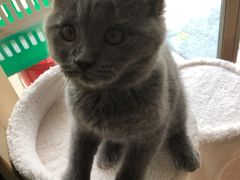 -lincat·猫舍(广州店)