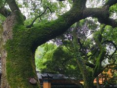 -普陀山慧济禅寺