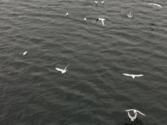 -海河游船-永乐码头(大悲院)