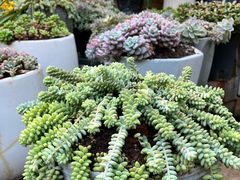 -山菌美食苑(振兴路店)